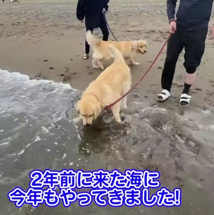 海に入ろうとしている大型犬の後ろにもう1頭の大型犬