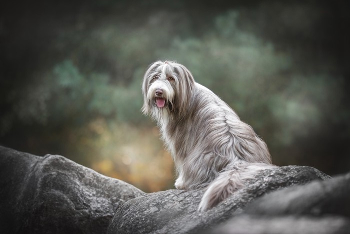 岩場に座って振り向くビアデッド・コリー