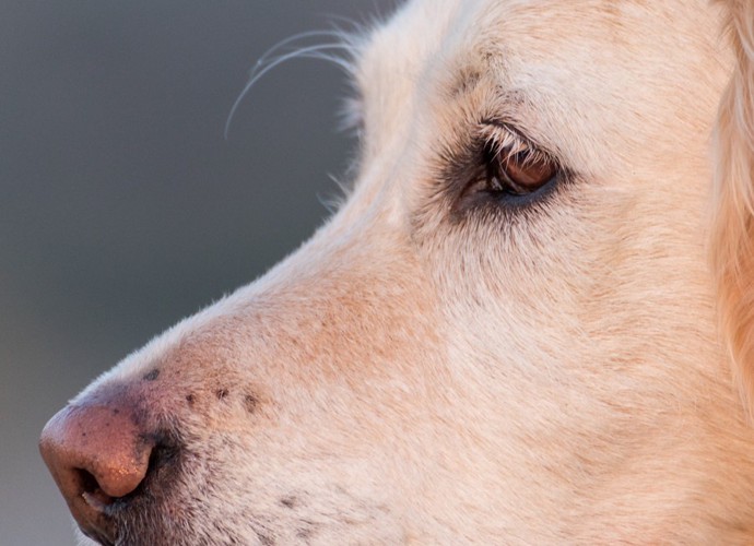 犬の眉部分