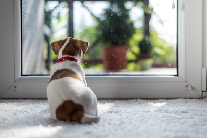 窓の外を眺める犬の背中