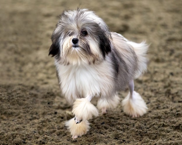 土の上を歩くローシェンの子犬