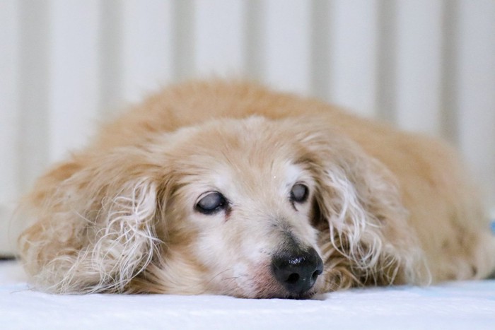 目が悪くなった老犬