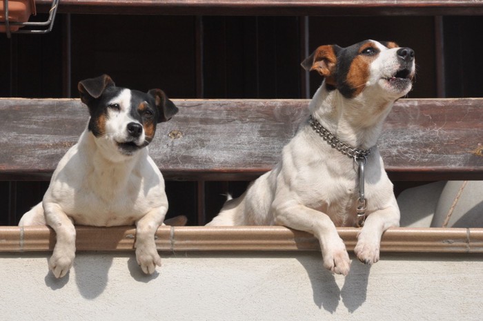 隙間から身を乗り出して吠える二匹の犬