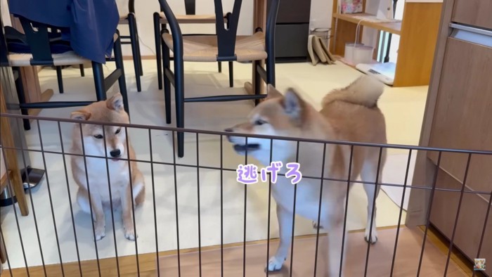 「ワン！！」