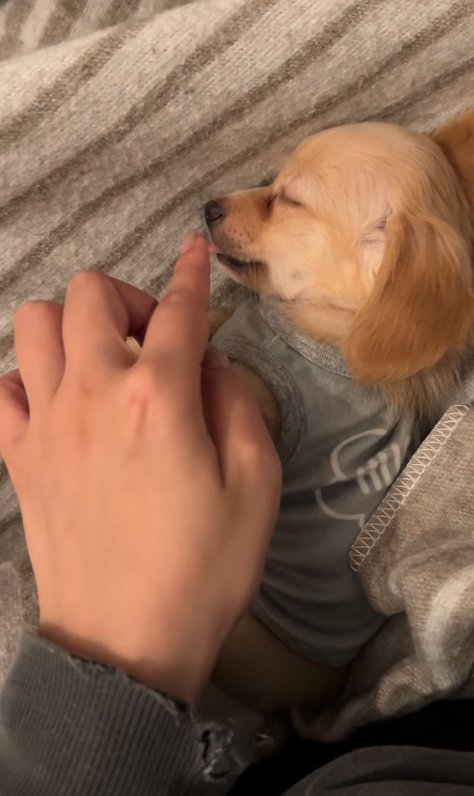 子犬の舌を触ろうとする飼い主