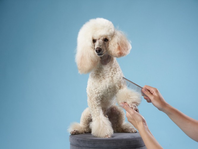 綺麗にヘアカットされたプードル