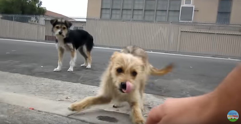 遊び始める子犬