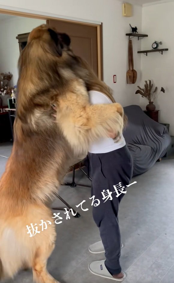 お姉さんより大きいレオンベルガー