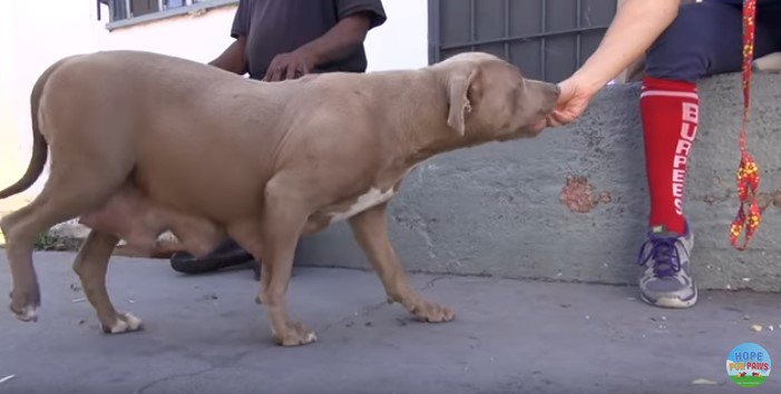 手から直接食べる犬