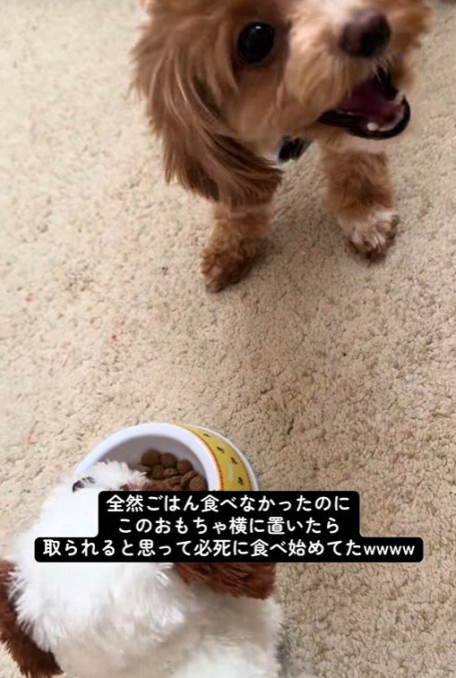 こあ君のご飯の横におもちゃを置いたら2