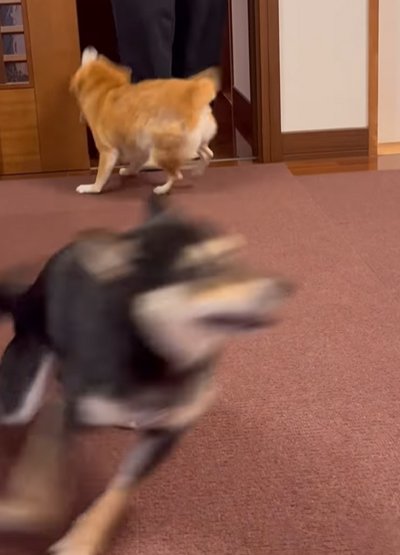 走り回る犬