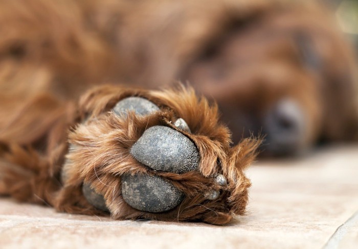 犬の乾燥した肉球