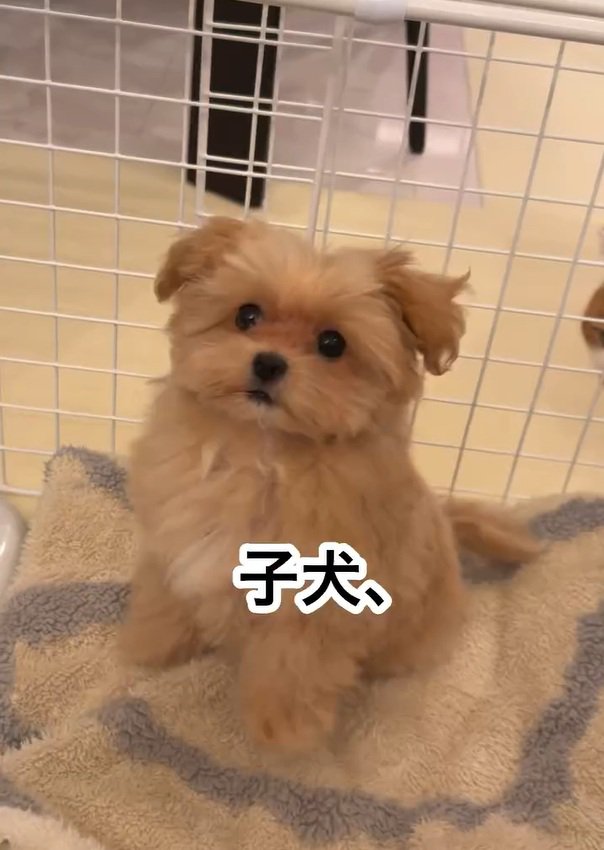 おすわりするのえるちゃん