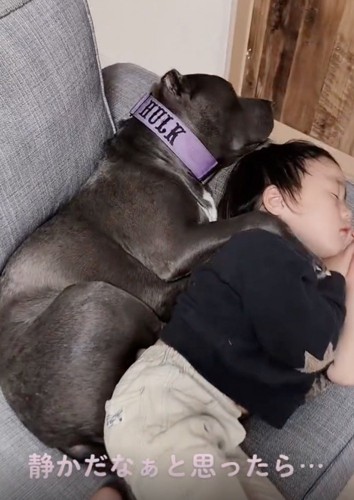 寄り添って眠る犬