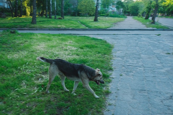 町の中を歩く野良犬