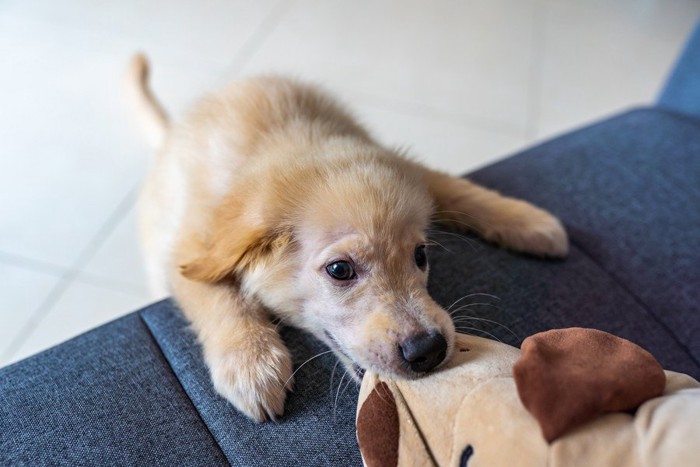 ぬいぐるみに噛みつく子犬