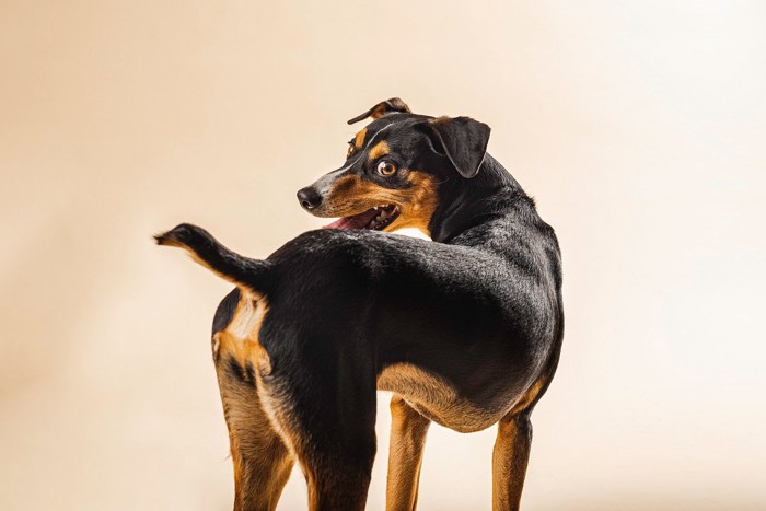 後ろを振り向く犬