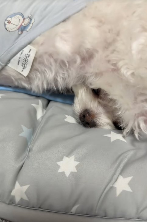 お兄ちゃん犬に乗られている小型犬