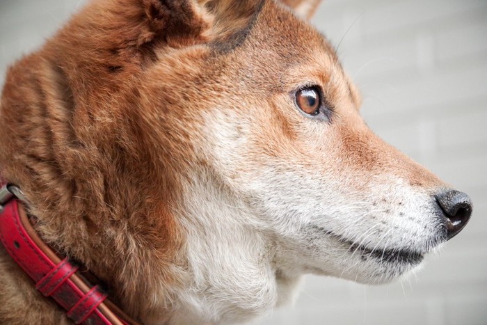 柴犬の横顔