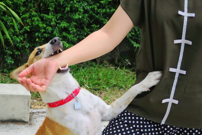 立ち上がって飼い主の腕を噛んでいる犬