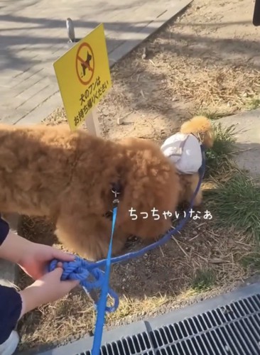 お尻の匂いを嗅ぐ犬2
