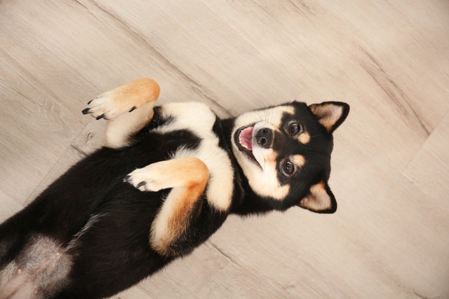 転がってこちらを見ている柴犬