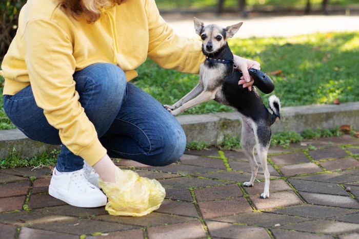 飼い主の足に前足を置く犬