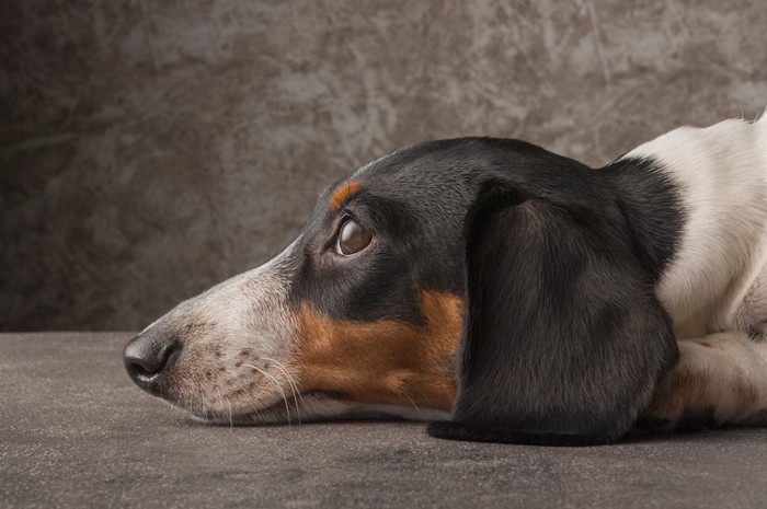 落ち込んでいる犬の横顔