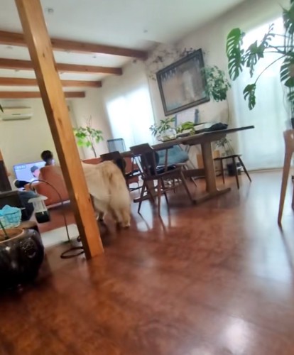 立ち去る大型犬