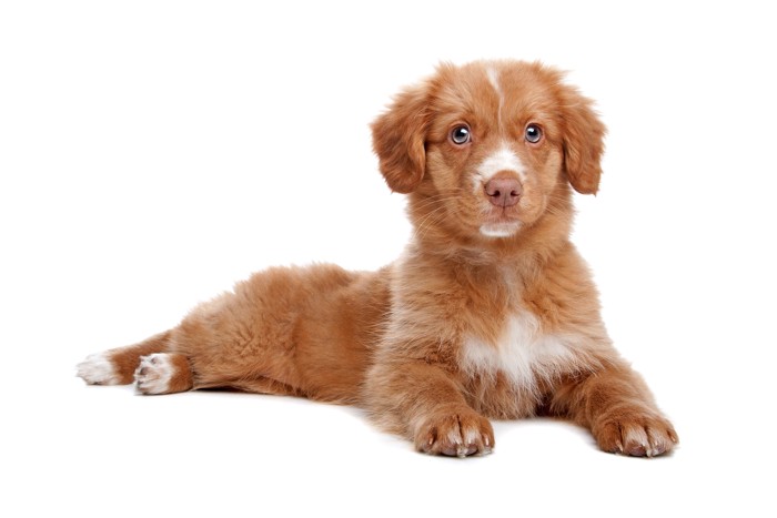 床に伏せているノヴァ・スコシア・ダック・トーリング・レトリーバーの子犬