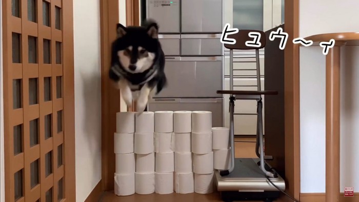 大河くんのトイレットペーパーチャレンジ4