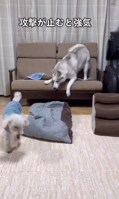 勝てない戦にクスッ