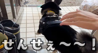 玄関前にいる客人に駆け寄る犬