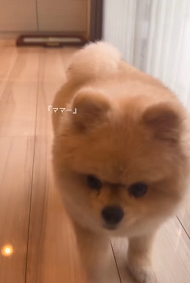 こちらへ向かって歩いてくるポメラニアン
