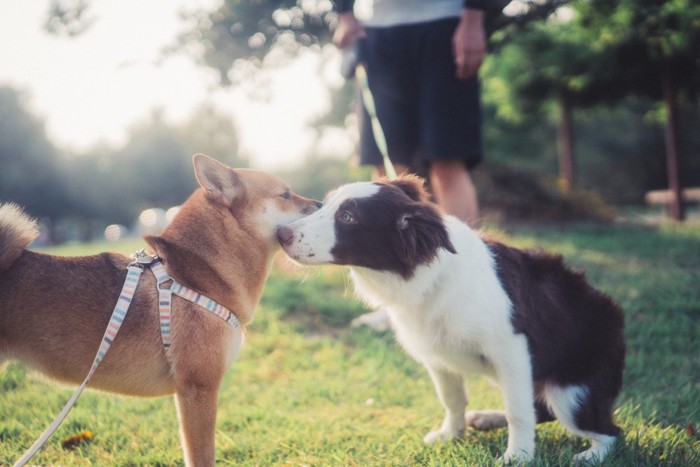 互いのニオイを嗅ぐボーダーコリーと柴犬