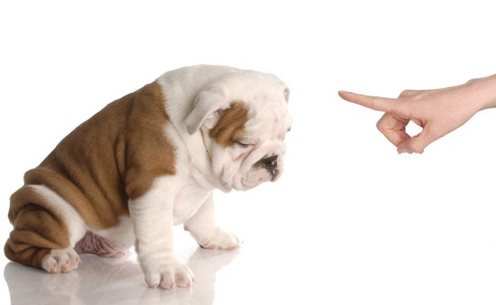 飼い主に怒られて落ち込んでいる犬