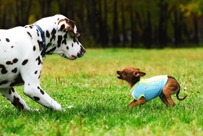 大きい犬と小さい犬