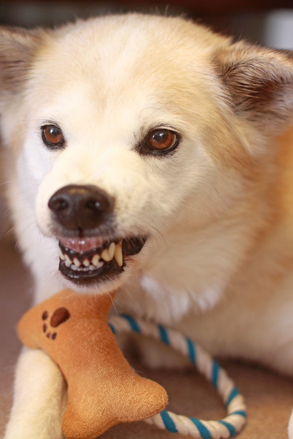 おもちゃを取られて怒る犬