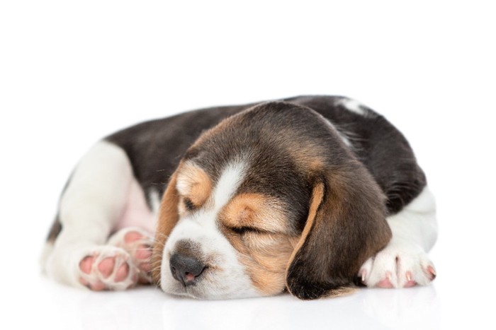 丸まって眠る子犬