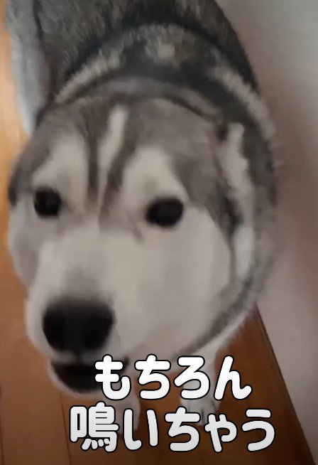 嬉しくて仕方ない
