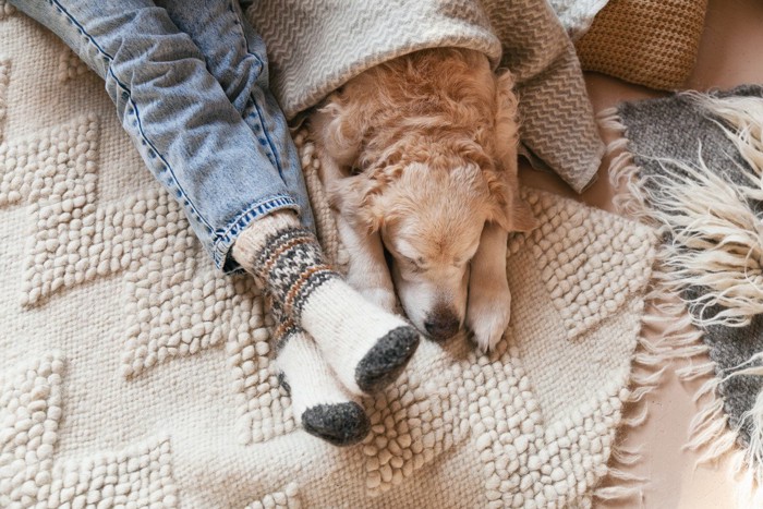 冬に部屋でくつろぐ犬と人の足