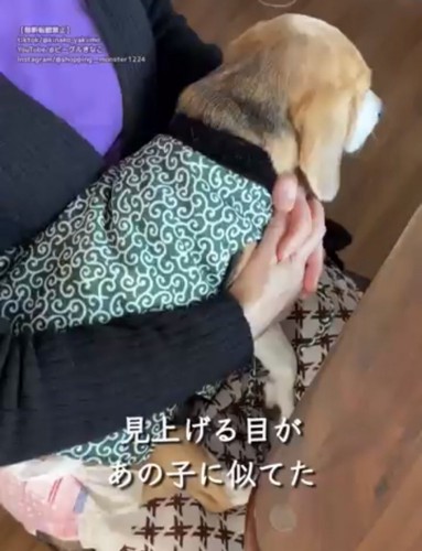 ひざの上にいる犬