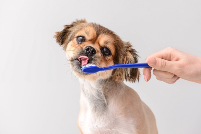 歯みがきをされている犬