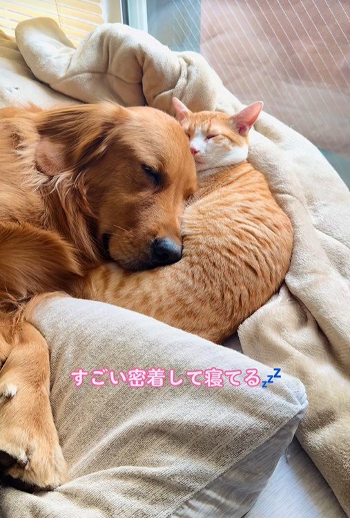 くっついてお昼寝中♡