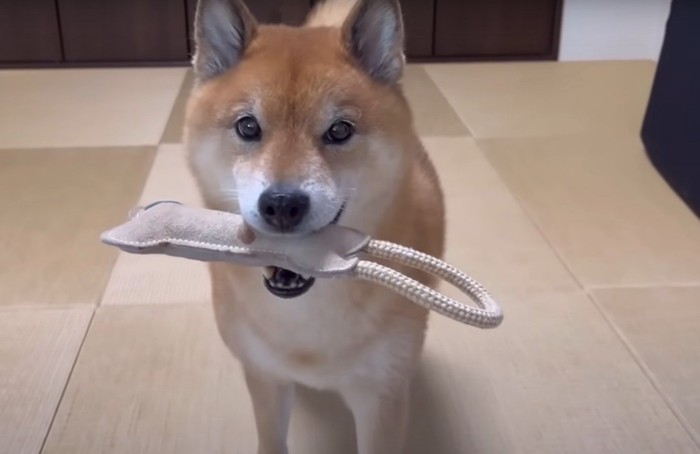 オモチャを咥えた犬