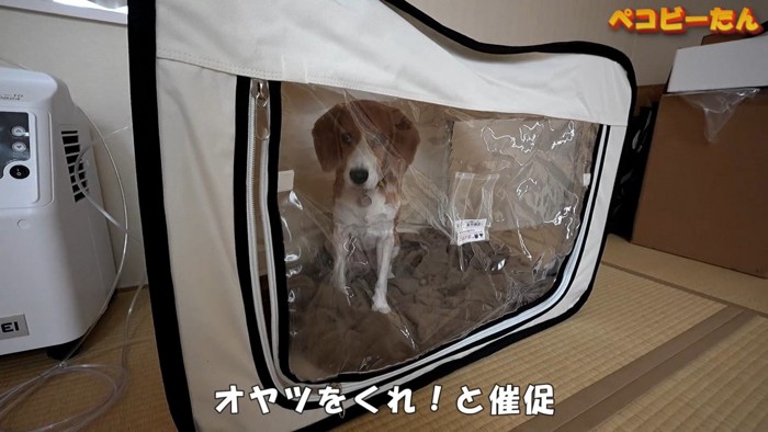 ペコちゃんの賢い行動4