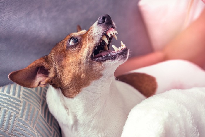 歯をむき出して怒る犬