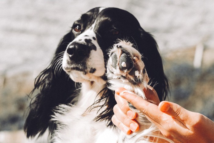 犬の両手を握っている写真