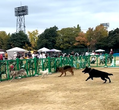ドッグランで走り回る犬