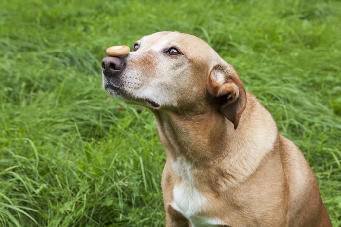 鼻にトリーツを乗せられて待つシニア犬